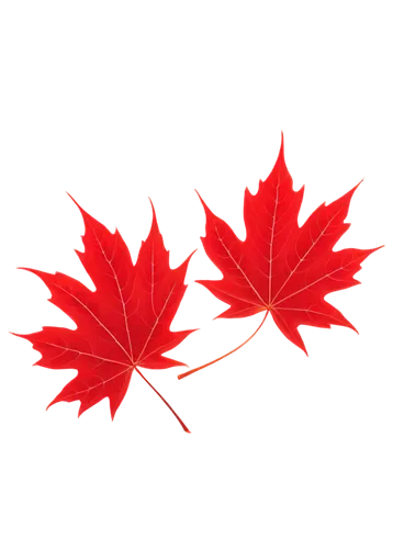 maple leaf red,red maple leaf,maple leaf,canadian flag,maple leaves,leaf background,yellow maple leaf,maple leave,maple foliage,red leaf,red maple,canadas,leaf icons,maple bush,leaf maple,canada,canada cad,ash-maple trees,canadian,leaf border,Art,Classical Oil Painting,Classical Oil Painting 23