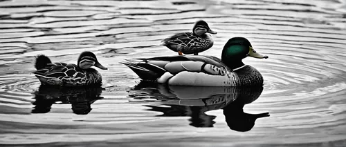 Write a poem describing the graceful movements of a duck and a turtle swimming together in a tranquil lake.,bath ducks,duck on the water,water fowl,ornamental duck,bath duck,duck meet,ducks,wild ducks