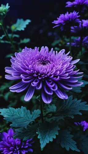 Write a romantic poem about a violet chrysanthemum in a moonlit garden.,purple chrysanthemum,violet chrysanthemum,blue chrysanthemum,purple dahlia,chrysanthemum background,purple dahlias,purple daisy,