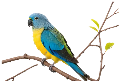 blue parakeet,blue and gold macaw,blue and yellow macaw,green rosella,blue parrot,yellow parakeet,south american parakeet,kakariki parakeet,yellowish green parakeet,blue macaw,yellow green parakeet,sun parakeet,budgerigar parakeet,lazuli bunting,tanager,hyacinth macaw,quaker parrot,budgie,passerine parrots,indigo bunting,Illustration,Vector,Vector 10