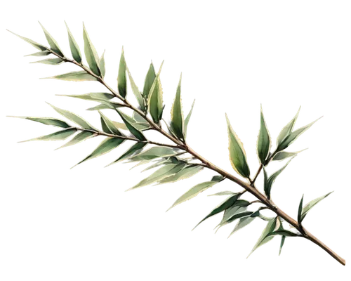 Thorny branch, dark green leaves, sharp thorns, delicate stem, intricate details, soft focus, shallow depth of field, warm color tone, natural light, 3/4 composition, isolated on white background, PNG