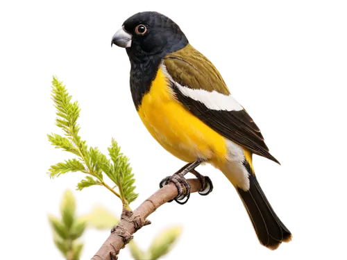 Medium-sized bird, Grosbeak species, vibrant plumage, yellow breast, black back, white patches on wings, distinctive beak shape, brown eyes, subtle facial expression, perched on branch, grasping with 