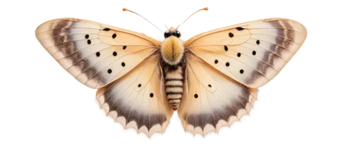 euphydryas,butterfly vector,melitaea,hesperia (butterfly),melanargia,butterfly moth,papillon,chelydridae,melanargia galathea,argynnis,gypsy moth,bombyliidae,parnassius apollo,vanessa (butterfly),hackberry emperor,regal moth,silver-striped- hawk-moth,lepidoptera,polyommatus,boloria,Conceptual Art,Fantasy,Fantasy 28