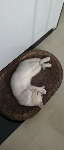 laundry basket,white cat,cat sleeping on back,bolster,cat crawling out of purse,catnap,sleeping cat,harness cocoon,shrimping,carpetbag,suara,gati,hanging cat,seat cushion,wicker basket,to sunbathe,siesta,handbasket,cat frame,roti