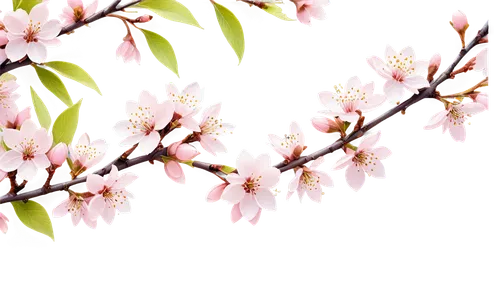 japanese floral background,spring background,plum blossoms,apricot flowers,japanese sakura background,cherry blossom branch,apricot blossom,spring blossom,japanese cherry,sakura cherry tree,japanese cherry blossom,spring blossoms,plum blossom,sakura flowers,japanese cherry blossoms,spring leaf background,sakura blossoms,sakura background,sakura flower,sakura tree,Unique,Design,Sticker