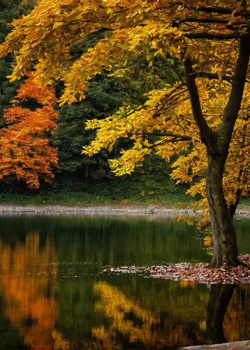 autumn in japan,autumn scenery,autumn tree,autumn forest,colors of autumn,autumn idyll,beautiful japan,autumn landscape,japan landscape,maple tree,autumn background,autumn color,autumn gold,fall landscape,golden autumn,autumn trees,colored leaves,autumn colors,the chubu sangaku national park,the autumn,Art,Classical Oil Painting,Classical Oil Painting 43