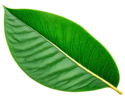 magnolia leaf,tropical leaf,banana leaf,mape leaf,walnut leaf,coconut leaf,fig leaf,jungle leaf,custody leaf,fan leaf,mammoth leaf,foliage leaf,tree leaf,chestnut leaf,leaf,tropical leaf pattern,palm leaf,acorn leaf,bay-leaf,bo leaf,Photography,Fashion Photography,Fashion Photography 24