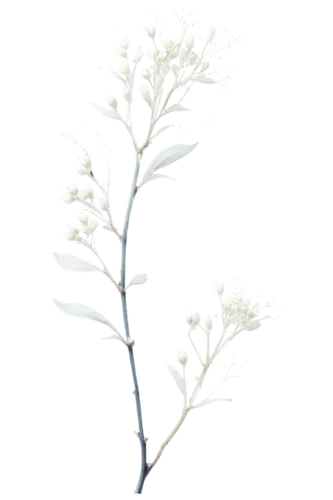 a sprig of white lilac,flowers png,branched asphodel,umbelliferae,magnolia stellata,tree white,heracleum (plant),syringa vulgaris,white lilac,sea kale,filipendula ulmaria,lilac branch,amelanchier lamarckii,apiaceae,japanese meadowsweet,greek valerian,white floral background,small-leaf lilac,minimalist flowers,pale pipe shrub,Illustration,Black and White,Black and White 35