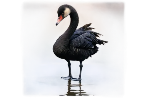 mourning swan,black swan,eastern crowned crane,reiger,grey crowned crane,grey neck king crane,gray crowned crane,cisne,rallidae,fulica,flamininus,blue crane,red-crowned crane,swansong,alcidae,white-naped crane,aquatic bird,melanistic,greater flamingo,pelecanus,Art,Classical Oil Painting,Classical Oil Painting 26