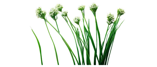 spring onion,equisetum,grass blossom,blooming grass,cyperus,spring onions,flowers png,sweet grass plant,grass lily,grape-grass lily,citronella,green wallpaper,scallions,lily of the field,lomandra,chives,lily of the valley,wheat grass,green asparagus,blade of grass,Illustration,American Style,American Style 02