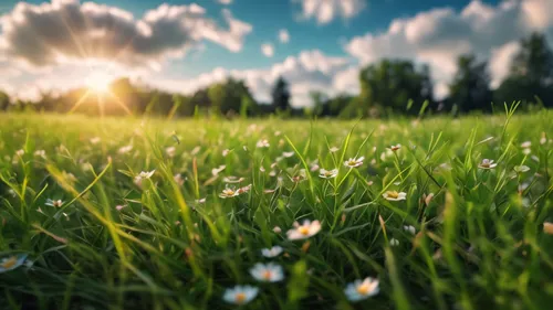 meadow landscape,blooming grass,grass blossom,summer meadow,small meadow,meadow fescue,flowering meadow,meadow flowers,meadow plant,meadow,spring meadow,grassland,meadows of dew,aaa,spring background,meadow rues,sunburst background,green meadow,green grass,field of flowers,Photography,General,Fantasy