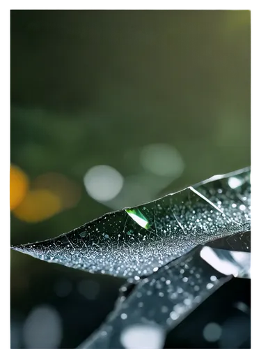 rainy leaf,dewdrops,raindrop,droplets,dew drops,dew droplets,raindrops,rain droplets,dewdrop,waterdrops,rain drops,dew drop,rainwater drops,light rain,droplets of water,drop of rain,water droplets,droplet,drops,water drops,Photography,Artistic Photography,Artistic Photography 12