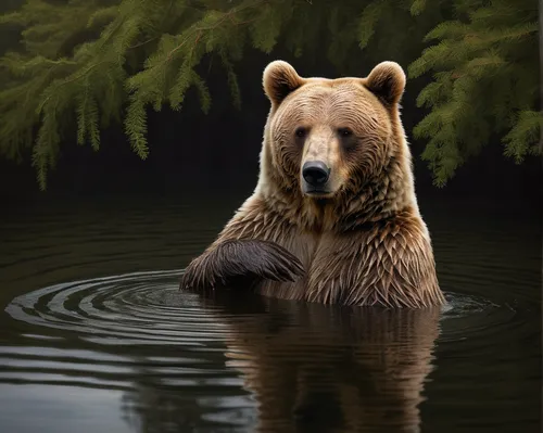 brown bear,kodiak bear,brown bears,bear kamchatka,grizzly bear,nordic bear,great bear,bear guardian,cute bear,bear market,bear,scandia bear,grizzlies,grizzly,american black bear,perched on a log,buffalo plaid bear,bears,grizzly cub,bear bow,Photography,Documentary Photography,Documentary Photography 13