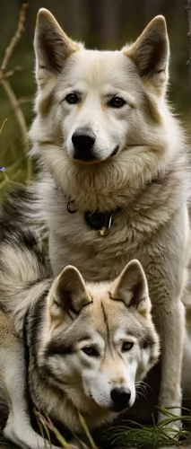 wolf couple,huskies,two wolves,wolves,canines,tamaskan dog,canis lupus,wolfdog,two dogs,sled dog,dog siblings,kishu,corgis,sakhalin husky,canis lupus tundrarum,companion dog,malamute,canidae,dog sled,inari,Illustration,Realistic Fantasy,Realistic Fantasy 09