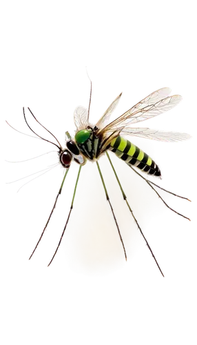 male mosquito, insect, solo, detailed wings, slender body, long proboscis, compound eyes, black and white stripes, metallic green thorax, transparent wings, hovering, 3/4 composition, shallow depth of