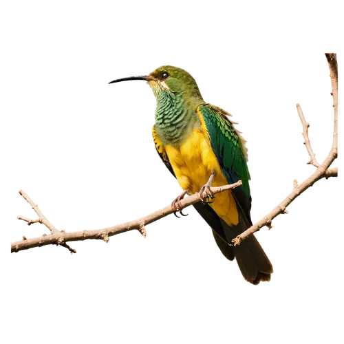 toucanet,green-tailed emerald,pantanal,yellow throated toucan,yellow parakeet,canari,yellow green parakeet,yellowish green parakeet,caique,aratinga solstitialis,sunbird,the pantanal,tropical bird,chestnut-billed toucan,beautiful yellow green parakeet,koel,orange-breasted sunbird,blue-tailed bee-eater,little wattle-bird,southern double-collared sunbird,Conceptual Art,Daily,Daily 03