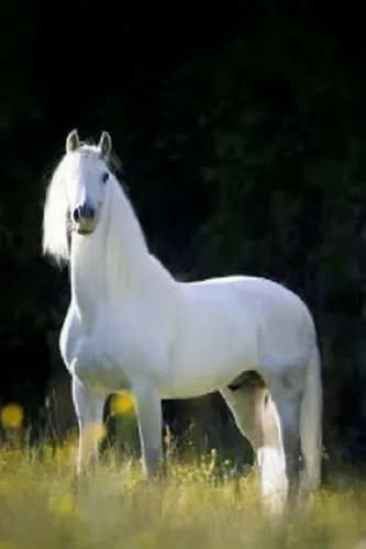 Majestic white unicorn ,a white horse standing in tall grass on a sunny day,albino horse,a white horse,white horse,iceland horse,white horses,arabian horse