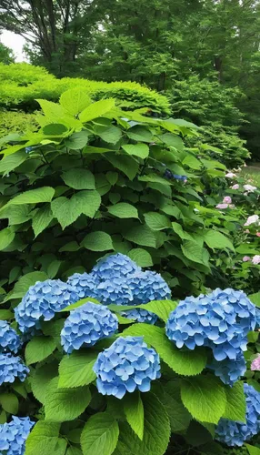 hydrangea serrata,hydrangeaceae,hydrangea,hydrangeas,hydrangea flowers,viburnum,hydrangea flower,japan garden,gunnera,hydrangea background,aaa,korean chrysanthemum,blue chrysanthemum,aa,芦ﾉ湖,maple bush,blue and green,hokkaido,caryopteris pagoda,flowering dogwood,Illustration,Paper based,Paper Based 28