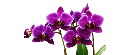 tulipan violet,flowers png,violet tulip,purple flowers,sciuris major vulgaris,turkestan tulip,flower purple,purple,crocuss,purple crocus,purple flower,violet flowers,purple irises,orchids of the philippines,purple parrot tulip,spathoglottis,tulip flowers,crocuses,tulipa,orchid,Photography,Documentary Photography,Documentary Photography 21