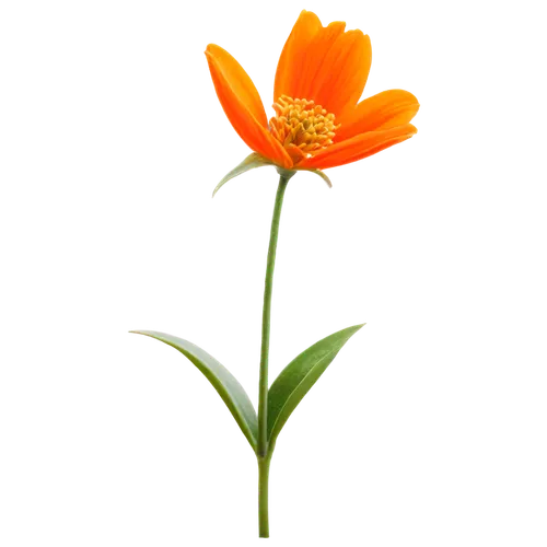 orange lily,orange flower,calenduleae,calendula,calendula officinalis,flowers png,calendula flower,turkestan tulip,calendula suffruticosa,guernsey lily,orange marigold,flower background,lotus png,sand coreopsis,single flower,minimalist flowers,orange,sego lily,defense,yellow orange tulip,Illustration,American Style,American Style 11