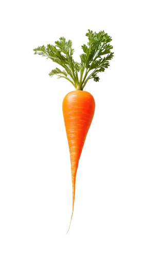 carrot,love carrot,carrots,carrot pattern,big carrot,baby carrot,carrot salad,root vegetable,vegetable,a vegetable,carrot print,carrot juice,kawaii vegetables,vegetable outlines,veggie,rapini,root vegetables,wall,veggies,vegetables,Photography,Black and white photography,Black and White Photography 06