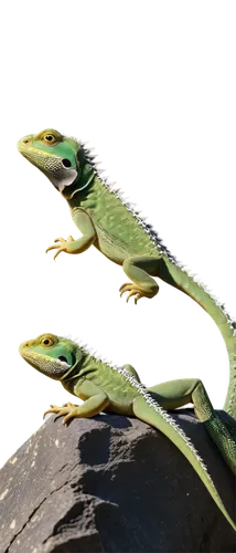 basiliscus,basilisks,anoles,day gecko,phelsuma,green lizard,anolis,agamas,reptiles,boomslang,lagarto,emerald lizard,geckos,iguanas,agamid,green crested lizard,patrol,micrurus,green snake,compsognathus,Art,Classical Oil Painting,Classical Oil Painting 16