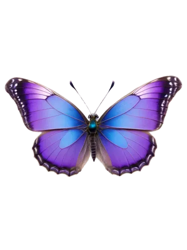 blue butterfly background,butterfly clip art,butterfly background,butterfly vector,morphos,butterfly isolated,ulysses butterfly,morpho butterfly,isolated butterfly,blue morpho butterfly,morpho,blue morpho,butterfly,butterfly lilac,graphium,french butterfly,blue butterfly,flutter,butterfly wings,purple,Photography,Fashion Photography,Fashion Photography 10