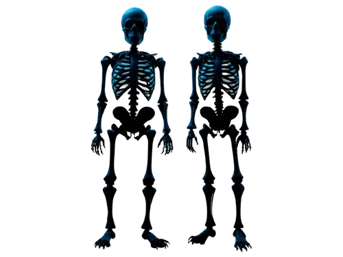 skeletons,skeletal,human skeleton,skeletal structure,human body,the human body,radiograph,radiographs,osteoporotic,scoliosis,skeleton,uv,xray,crossed bones,osteoporosis,occipital,halloween background,osteopath,torsos,calcium pools,Photography,Fashion Photography,Fashion Photography 10