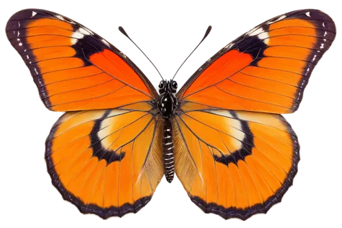 orange butterfly,butterfly vector,euphydryas,butterfly background,polygonia,butterfly clip art,gulf fritillary,garrisoned,monarch butterfly,charaxes,butterfly isolated,boloria,forewing,checkerspot,vanessa atalanta,dryas julia,sphingidae,tytonidae,mariposa,grammia,Photography,Documentary Photography,Documentary Photography 29