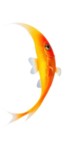 guardfish,karp,playfish,garridos,uniphoenix,red fish,garrisoned,goldfish,snapfish,dartfish,koi,poisson,garriott,arancio,fish in water,finfish,cockrel,koi fish,rooster fish,devilfish,Art,Classical Oil Painting,Classical Oil Painting 23