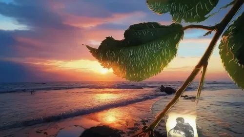 coconut tree,beach moonflower,flower in sunset,samoa,luau,coconut trees,tropical beach,tropical house,tropical sea,beach landscape,coconut palm tree,hawaii,sunrise beach,beach scenery,tropical island,