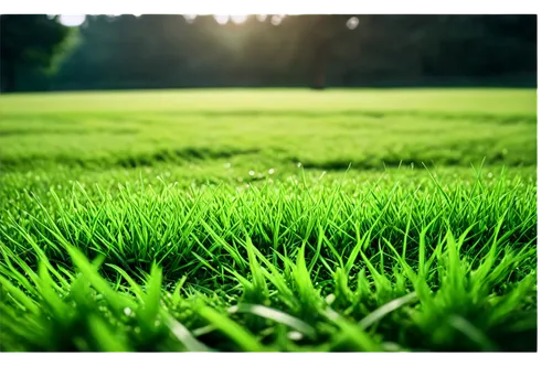 green lawn, natural scenery, blurred background, soft focus, warm sunlight, horizontal composition, low-angle shot, vibrant green, grass texture, subtle shadows, cinematic lighting, bokeh effect.,the 