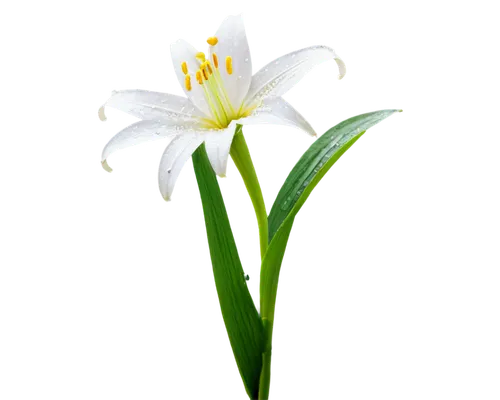 white lily,garden star of bethlehem,zephyranthes,grass lily,star of bethlehem,flowers png,easter lilies,madonna lily,flower wallpaper,flower background,lily flower,white flower,lilies of the valley,grape-grass lily,lily of the valley,lily of the field,delicate white flower,small flower,grass blossom,spring flower,Conceptual Art,Sci-Fi,Sci-Fi 14