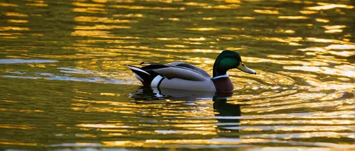 Write a poetic description of a majestic duck gliding across a shimmering lake.,duck on the water,mallard,canard,bath duck,water fowl,ornamental duck,cayuga duck,mallards,waterfowl,brahminy duck,femal