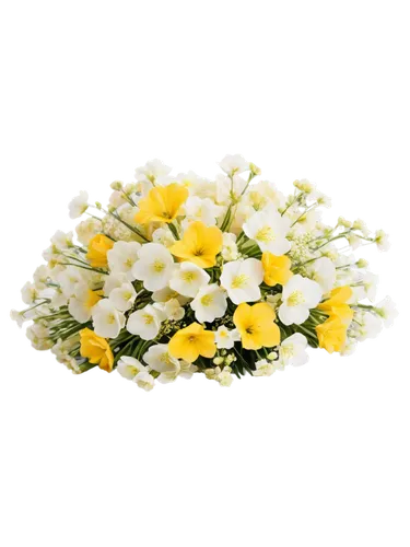 flowers png,primrose jasmine,yellow rose background,chrysanthemum background,flower background,camomile,camomile flower,linanthus,white floral background,jasminum,chamomile,floral digital background,nawroz,summer jasmine,artificial flower,margueritte,jonquil,freesia,nowroz,alyssum,Photography,Black and white photography,Black and White Photography 10