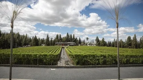 wine growing,wine-growing area,southern wine route,lavender cultivation,winery,winegrowing,grape plantation,wine region,vineyards,tea field,coffee plantation,grain field panorama,sake gardens,castle v