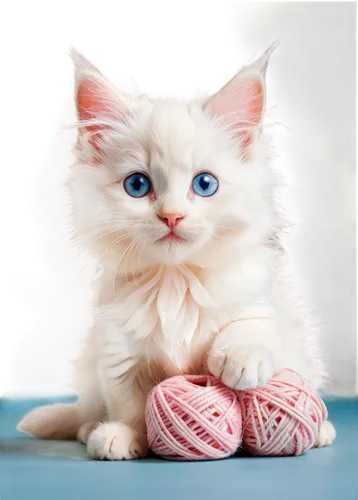 blue eyes cat,cat with blue eyes,himalayan persian,ball of yarn,cute cat,doll cat,ragdoll,white cat,kittenish,snowbell,cats angora,birman,yarn,cat on a blue background,knitter,baby socks,sock yarn,british longhair cat,kitten,cotton,Illustration,Vector,Vector 01