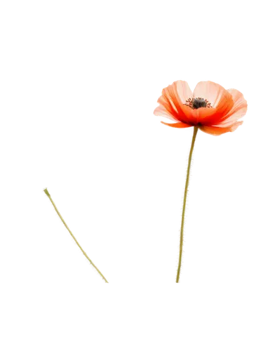 flowers png,gerbera,minimalist flowers,straw flower,gerbera flower,klatschmohn,flowerdew,flower background,papaver,single flower,firecracker flower,bombacaceae,poppy flower,lotus png,poppy flowers,fallen flower,red gerbera,citronella,dandelion background,stamen,Photography,Artistic Photography,Artistic Photography 11