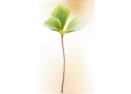 Single stem, green leafy, delicate petals, thin stalk, gentle curves, morning dew, soft natural light, shallow depth of field, warm color tone, macro photography, 1/2 composition, blurred background.,