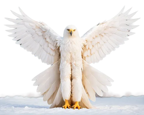 white eagle,snow owl,snowy owl,mongolian eagle,russian imperial eagle,imperial eagle,eagle,dawnstar,tarmiyah,eagle vector,of prey eagle,gray eagle,gyrfalcon,eagle eastern,uniphoenix,schadler,dove of peace,rapace,whitewings,bird of prey,Art,Artistic Painting,Artistic Painting 32