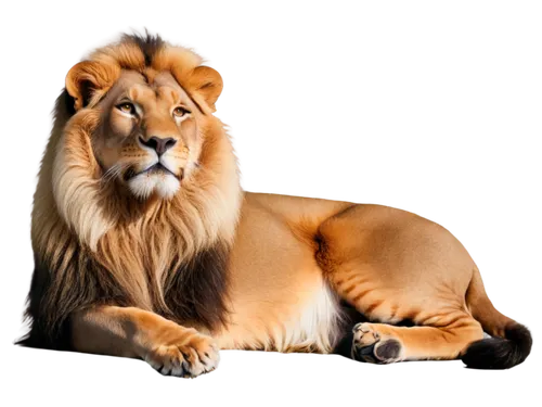 panthera leo,male lion,african lion,lion,lion white,female lion,aslan,leonine,forest king lion,magan,lionni,male lions,lion - feline,tigon,kion,iraklion,lionore,ligers,lion father,mandylion,Conceptual Art,Daily,Daily 03