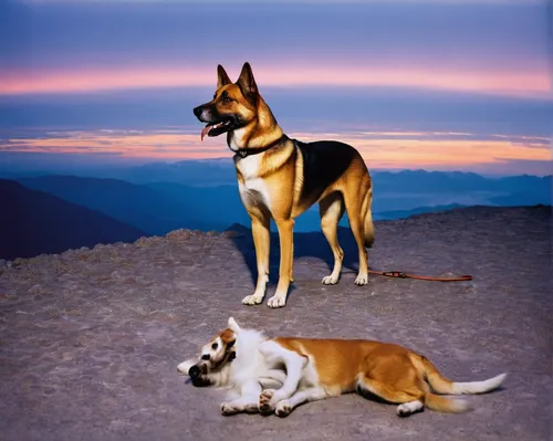 Write a heartwarming story about a loyal dog who saves her owner from danger.,basenji,german shepards,entlebucher mountain dog,malinois and border collie,canaan dog,formosan mountain dog,estrela mount