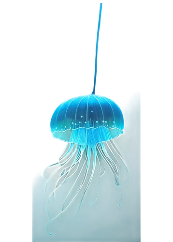 Transparent jellyfish, underwater, solo, glowing umbrella-shaped bell, long thin tentacles, bioluminescent, soft blue glow, delicate translucent body, oceanic, morning sunlight filtering through water