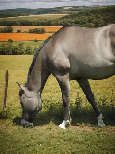 przewalski's horse,donkey of the cotentin,shire horse,belgian horse,painted horse,equine,white horse,kutsch horse,a horse,big horse,brown horse,a white horse,dream horse,gelding,gypsy horse,horse,shet