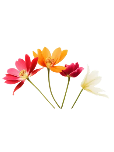 flowers png,minimalist flowers,flower background,flower illustrative,tulip background,floral digital background,wood daisy background,artificial flower,gazania,chrysanthemum background,cosmos flower,peruvian lily,chrysanthemum cherry,cosmos flowers,paper flower background,sand coreopsis,anemone japonica,tulipa,klatschmohn,artificial flowers,Photography,Fashion Photography,Fashion Photography 19