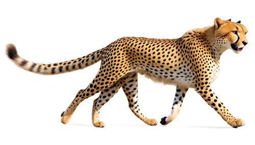 cheetor,cheetah,cheeta,acinonyx,gepard,leopardus,cheetah cub,felidae,tigor,derivable,cheetahs,bengalensis,leopard,bolliger,3d model,3d rendered,leopardskin,cheetah mother,3d render,katoto,Conceptual Art,Sci-Fi,Sci-Fi 23