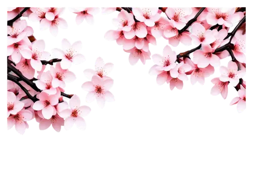 japanese sakura background,japanese floral background,sakura background,plum blossoms,sakura blossoms,sakura trees,sakura flowers,cherry blossoms,japanese cherry blossoms,sakura tree,hanami,takato cherry blossoms,plum blossom,japanese cherry blossom,sakura cherry tree,spring background,sakura blossom,cherry blossom,flower background,flowers png,Photography,Black and white photography,Black and White Photography 07