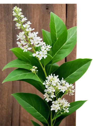 a sprig of white lilac,indian jasmine,small-leaf lilac,west indian jasmine,jasmine flowers,white lilac,star jasmine,jasmine flower,cherry laurel,fragrans,syringa,muguet,polygonum,flower jasmine,farmer's jasmine,jasminum sambac,syringa vulgaris,lily of the valley,fragrant flowers,jasmine blossom,Illustration,Realistic Fantasy,Realistic Fantasy 18