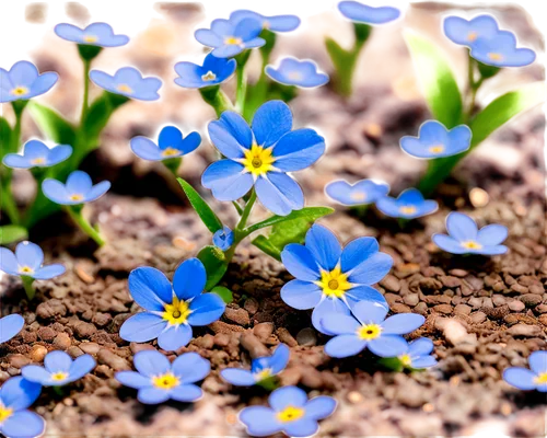 blue daisies,forget me nots,myosotis,blue flowers,mountain bluets,forget me not,blue petals,blu flower,blue flower,wood daisy background,tiny flowers,flower background,alpine flowers,blue bonnet,spring background,spring flowers,blue flax,chionodes,wildflowers,flower wallpaper,Illustration,Abstract Fantasy,Abstract Fantasy 23