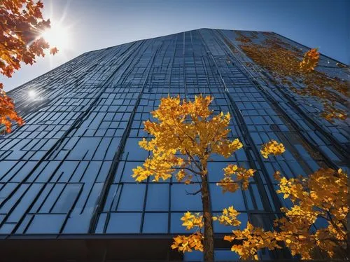 glass facades,glass facade,office buildings,commerzbank,office building,glass building,high-rise building,deloitte,bunshaft,high rise building,fall foliage,abstract corporate,residential tower,glass panes,skyscapers,skyscraping,fenestration,skyscraper,office block,the skyscraper,Photography,Black and white photography,Black and White Photography 03